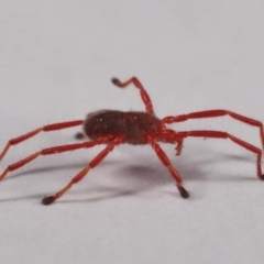 Rainbowia sp. (genus) (A mite) at Evatt, ACT - 26 Sep 2019 by TimL