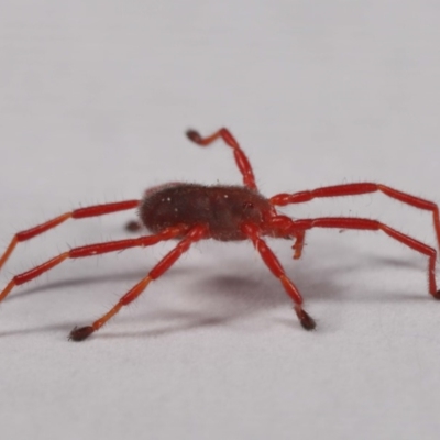 Rainbowia sp. (genus) (A mite) at Evatt, ACT - 26 Sep 2019 by TimL