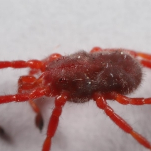 Rainbowia sp. (genus) at Evatt, ACT - 26 Sep 2019