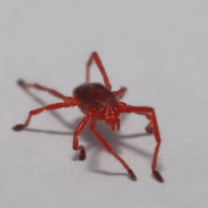 Rainbowia sp. (genus) at Evatt, ACT - 26 Sep 2019 02:38 PM