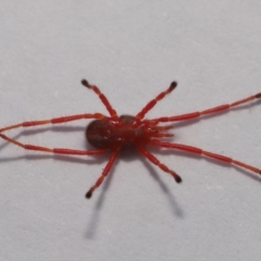 Rainbowia sp. (genus) at Evatt, ACT - 26 Sep 2019 02:38 PM