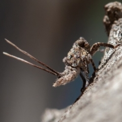 Platybrachys sp. (genus) (A gum hopper) at Hughes, ACT - 26 Sep 2019 by rawshorty