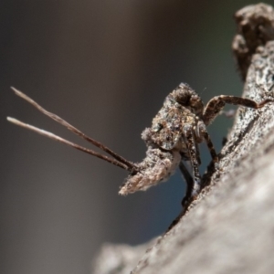 Platybrachys sp. (genus) at Hughes, ACT - 27 Sep 2019 09:28 AM