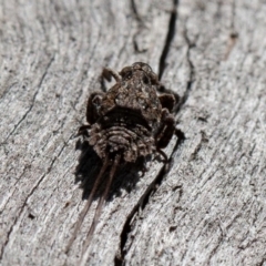 Platybrachys sp. (genus) at Hughes, ACT - 27 Sep 2019 09:28 AM