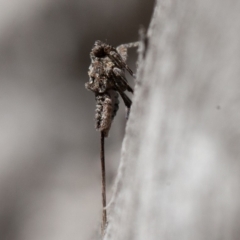 Platybrachys sp. (genus) at Hughes, ACT - 27 Sep 2019 09:28 AM