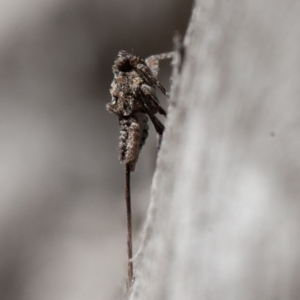 Platybrachys sp. (genus) at Hughes, ACT - 27 Sep 2019 09:28 AM