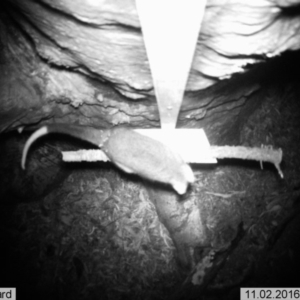 Pseudocheirus peregrinus at Googong, NSW - 2 Nov 2016 01:35 AM