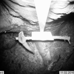 Petaurus notatus (Krefft’s Glider, formerly Sugar Glider) at Googong, NSW - 2 Nov 2016 by Wandiyali