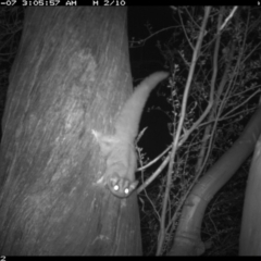 Petaurus notatus (Krefft’s Glider, formerly Sugar Glider) at Wandiyali-Environa Conservation Area - 18 Jan 2016 by Wandiyali