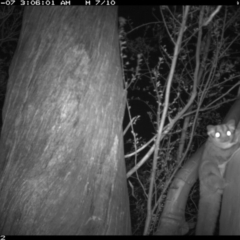 Petaurus notatus at Jerrabomberra, NSW - 19 Jan 2016