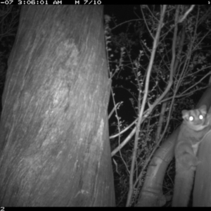 Petaurus notatus at Jerrabomberra, NSW - 19 Jan 2016