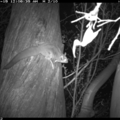 Petaurus notatus at Jerrabomberra, NSW - 19 Jan 2016