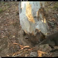 Wallabia bicolor (Swamp Wallaby) at Jerrabomberra, NSW - 19 Jan 2016 by Wandiyali