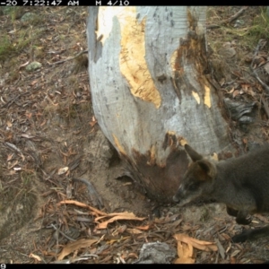 Wallabia bicolor at Jerrabomberra, NSW - 20 Jan 2016 07:22 AM