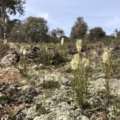 Stackhousia monogyna (Creamy Candles) at Mount Majura - 27 Sep 2019 by JasonC