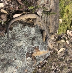 Pogona barbata (Eastern Bearded Dragon) at Mount Majura - 27 Sep 2019 by JasonC