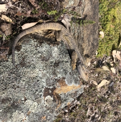 Pogona barbata (Eastern Bearded Dragon) at Mount Majura - 27 Sep 2019 by JasonC