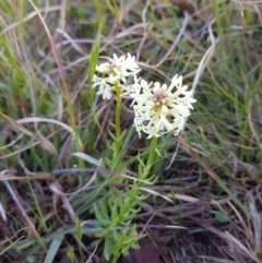 Stackhousia monogyna (Creamy Candles) at Belconnen, ACT - 27 Sep 2019 by Jiggy