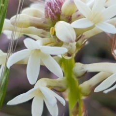 Stackhousia monogyna at Belconnen, ACT - 28 Sep 2019