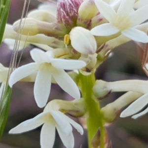 Stackhousia monogyna at Belconnen, ACT - 28 Sep 2019