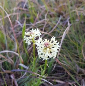 Stackhousia monogyna at Belconnen, ACT - 28 Sep 2019