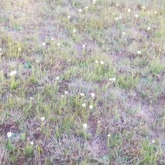 Stackhousia monogyna at Belconnen, ACT - 28 Sep 2019