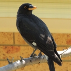 Strepera graculina (Pied Currawong) at Conder, ACT - 28 Sep 2019 by michaelb