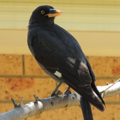 Strepera graculina (Pied Currawong) at Pollinator-friendly garden Conder - 28 Sep 2019 by michaelb