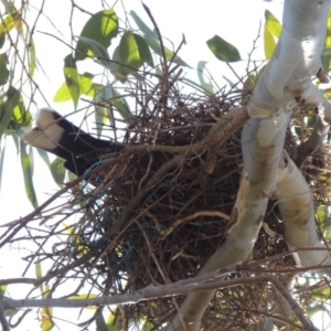 Strepera graculina at Conder, ACT - 28 Sep 2019 10:41 AM