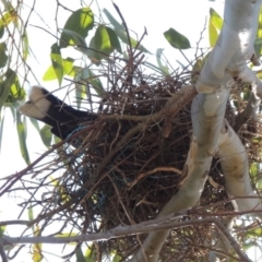 Strepera graculina at Conder, ACT - 28 Sep 2019