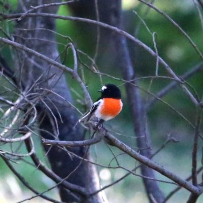 Petroica boodang (Scarlet Robin) at QPRC LGA - 23 Apr 2018 by Wandiyali