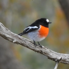 Petroica boodang (Scarlet Robin) at Wandiyali-Environa Conservation Area - 7 Jul 2018 by Wandiyali