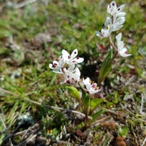 Wurmbea dioica subsp. dioica at Amaroo, ACT - 27 Sep 2019