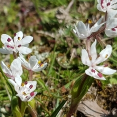 Wurmbea dioica subsp. dioica at Amaroo, ACT - 27 Sep 2019