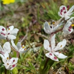 Wurmbea dioica subsp. dioica at Amaroo, ACT - 27 Sep 2019