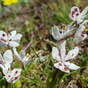 Wurmbea dioica subsp. dioica at Amaroo, ACT - 27 Sep 2019