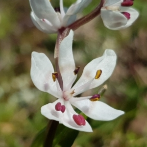 Wurmbea dioica subsp. dioica at Amaroo, ACT - 27 Sep 2019