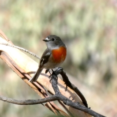 Petroica boodang (Scarlet Robin) at Googong, NSW - 19 May 2019 by Wandiyali