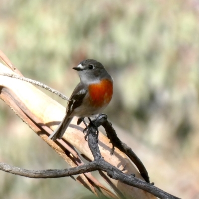 Petroica boodang (Scarlet Robin) at Wandiyali-Environa Conservation Area - 19 May 2019 by Wandiyali