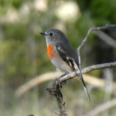 Petroica boodang at Googong, NSW - 19 May 2019