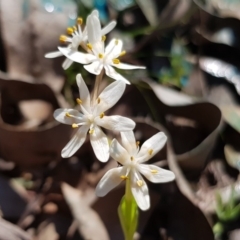 Wurmbea dioica subsp. dioica (Early Nancy) at Amaroo, ACT - 26 Sep 2019 by Jiggy