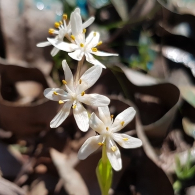 Wurmbea dioica subsp. dioica (Early Nancy) at Amaroo, ACT - 26 Sep 2019 by Jiggy