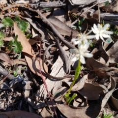 Wurmbea dioica subsp. dioica at Amaroo, ACT - 27 Sep 2019