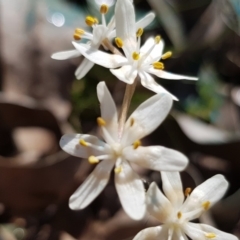 Wurmbea dioica subsp. dioica at Amaroo, ACT - 27 Sep 2019