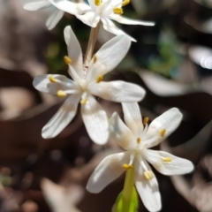 Wurmbea dioica subsp. dioica at Amaroo, ACT - 27 Sep 2019