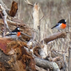 Petroica boodang (Scarlet Robin) at Googong, NSW - 5 May 2019 by Wandiyali