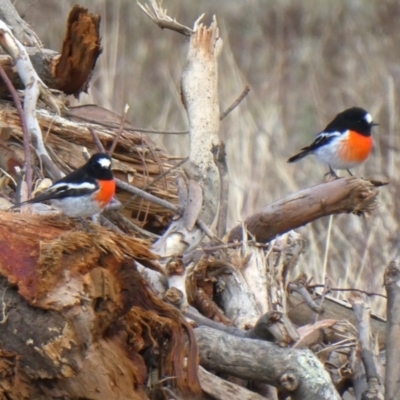 Petroica boodang (Scarlet Robin) at Googong, NSW - 5 May 2019 by Wandiyali