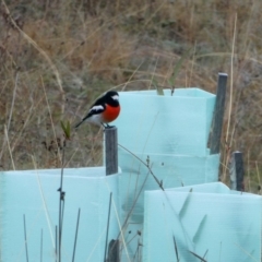 Petroica boodang (Scarlet Robin) at Wandiyali-Environa Conservation Area - 8 May 2019 by Wandiyali