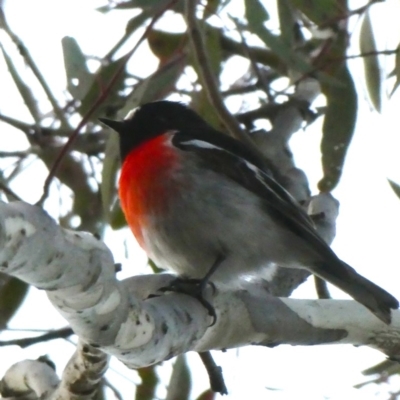 Petroica boodang (Scarlet Robin) at Jerrabomberra, NSW - 12 Aug 2018 by Wandiyali