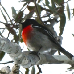 Petroica boodang (Scarlet Robin) at Wandiyali-Environa Conservation Area - 12 Aug 2018 by Wandiyali